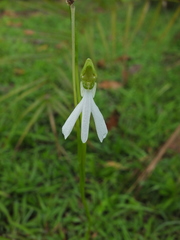 Habenaria longicorniculata