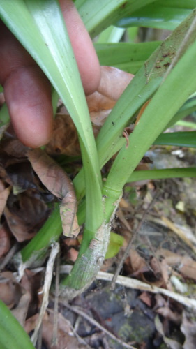 Liparis viridiflora, photograph 4