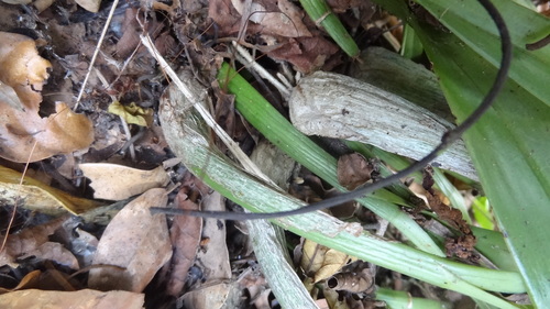 Liparis viridiflora, photograph 5