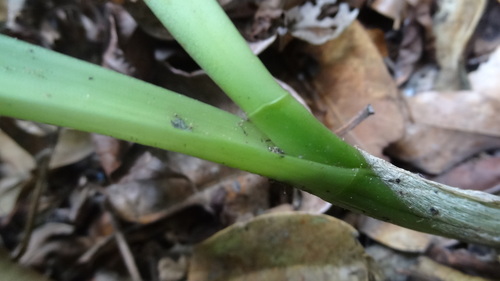 Liparis viridiflora, photograph 6