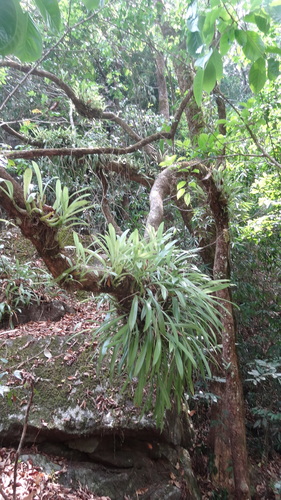 Liparis viridiflora iNat (3)