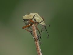 Macrodactylus uniformis