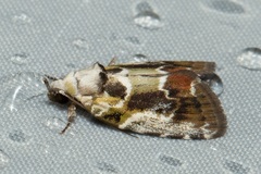 Chloethripa leucocephala