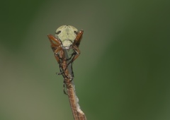 Macrodactylus uniformis