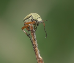 Macrodactylus uniformis