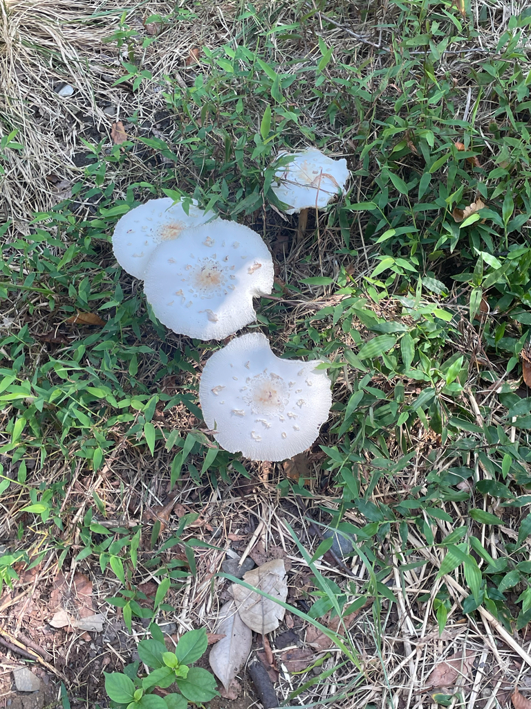 Chlorophyllum molybdites · September 2025 · photo: © bios_biota (iNaturalist, cc0)