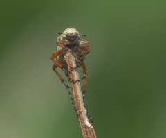 Macrodactylus uniformis