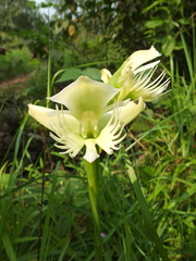 Pecteilis gigantea