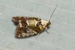 Chloethripa leucocephala