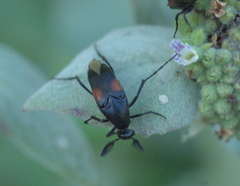 Macrosiagon cruenta