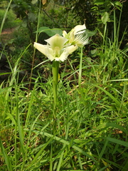 Pecteilis gigantea