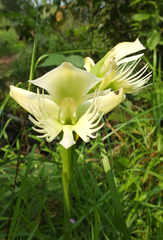 Pecteilis gigantea