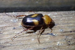 Phyllotocus bimaculatus