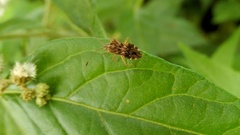 Cebrenis cauta