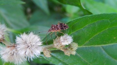 Cebrenis cauta