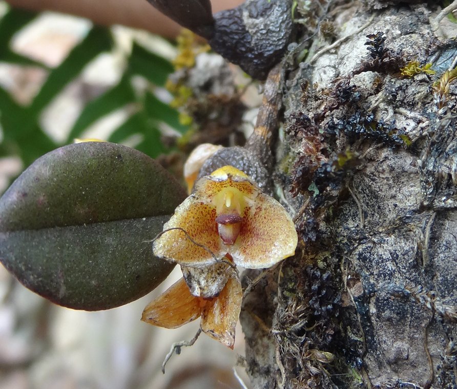Bulbophyllum stocksii