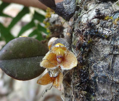 Bulbophyllum stocksii