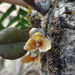 Bulbophyllum stocksii - Photo (c) Siddarth Machado, some rights reserved (CC BY), uploaded by Siddarth Machado