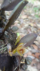 Bulbophyllum stocksii