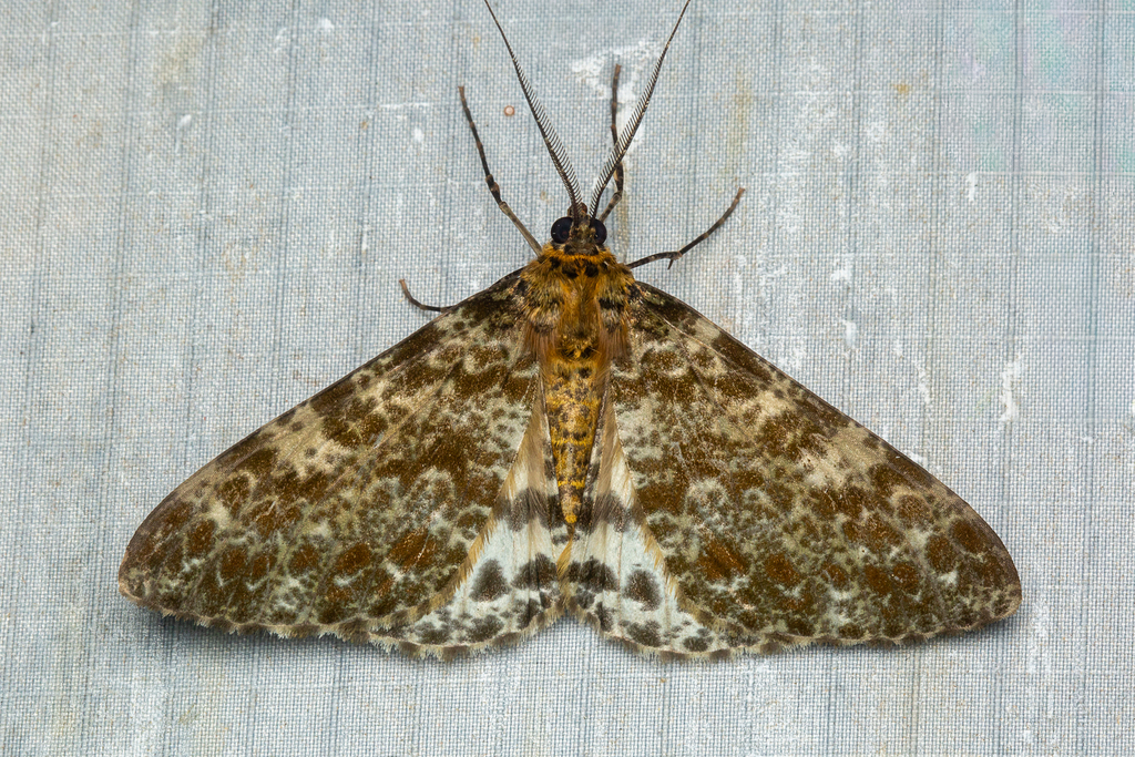 Arichanna consocia