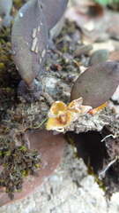 Bulbophyllum stocksii