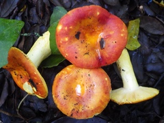 Russula aurea