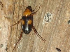 Phyllotocus bimaculatus