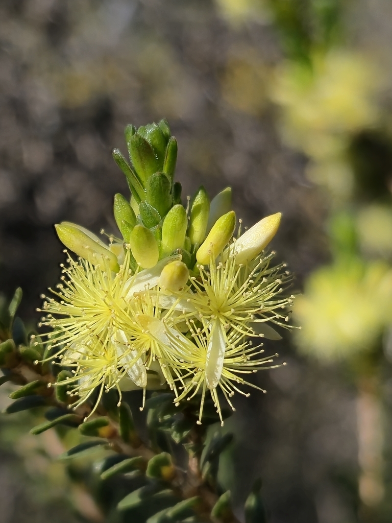 Calytrix pimeleoides