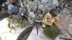 Bulbophyllum stocksii