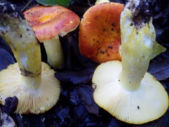 Russula aurea