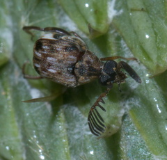 Megacerus cubiculus