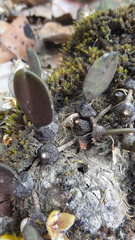 Bulbophyllum stocksii