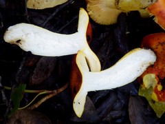 Russula aurea