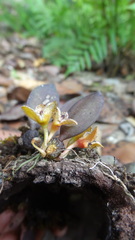 Bulbophyllum stocksii