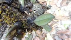 Bulbophyllum stocksii