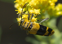 Megacyllene decora