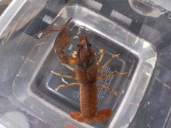 Procambarus shermani