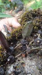 Bulbophyllum stocksii