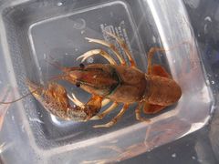 Procambarus shermani