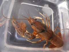 Procambarus shermani