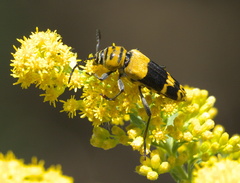 Megacyllene decora