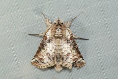 Macrobarasa xantholopha