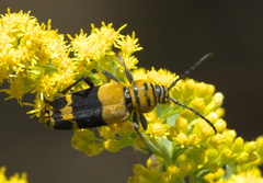 Megacyllene decora