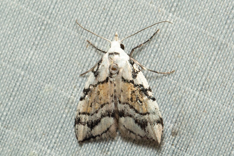 Manoba coadei
