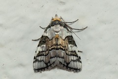 Meganola nitidoides
