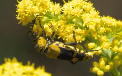 Megacyllene decora
