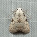 Nola quadrimaculata - Photo (c) dhfischer, some rights reserved (CC BY-NC), uploaded by dhfischer