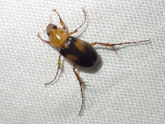 Phyllotocus bimaculatus