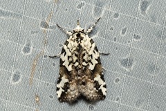 Nycteola kebea