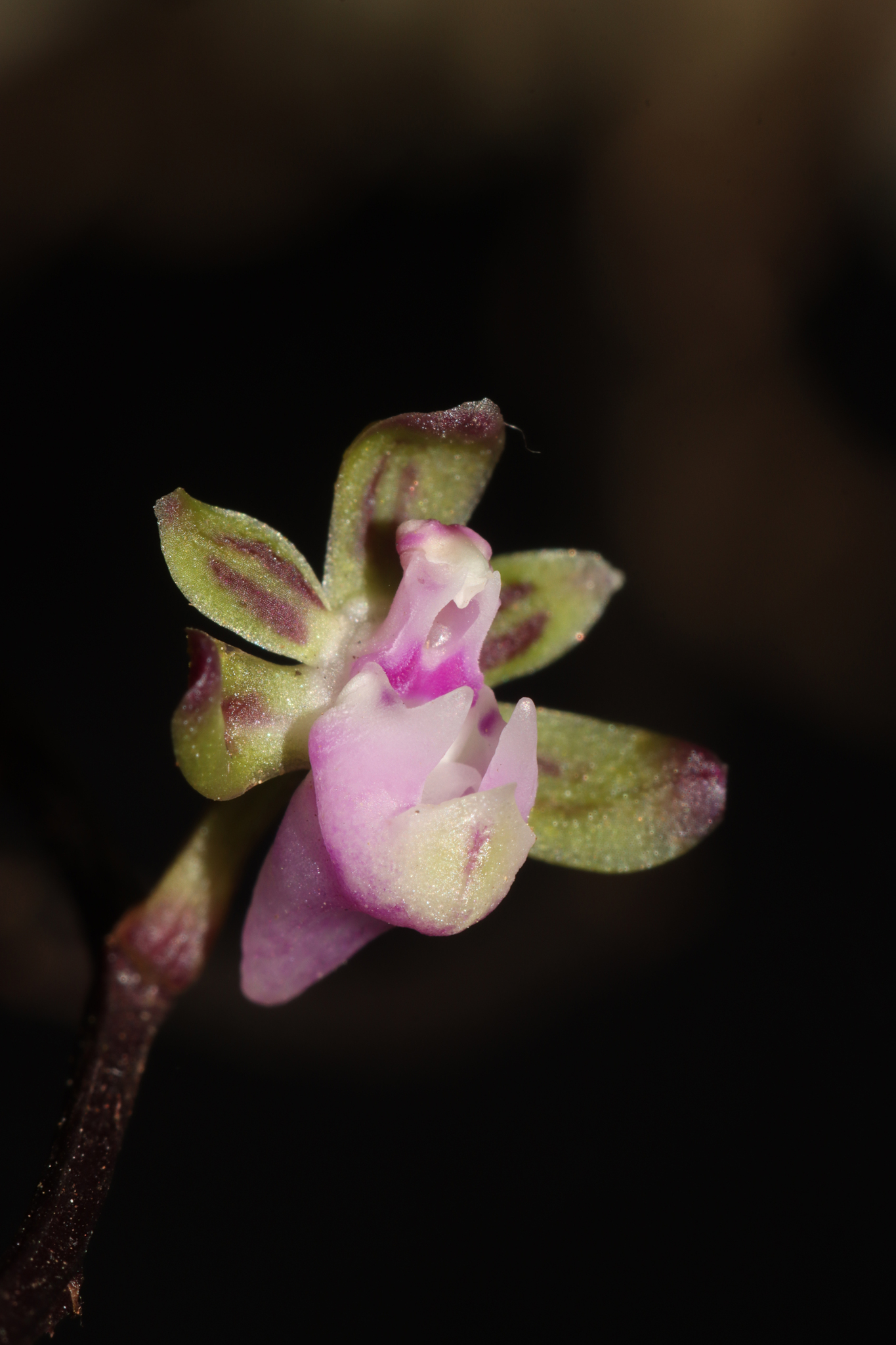 Cleisostoma crochetii — ảnh 2